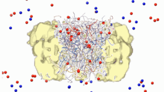 核膜孔複合体が分子の通過を制御する仕組みを解明(New study reveals how tiny but powerful gatekeepers guard the nucleus)