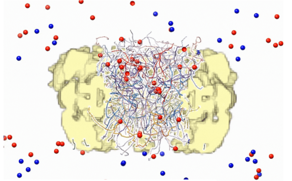 核膜孔複合体が分子の通過を制御する仕組みを解明(New study reveals how tiny but powerful gatekeepers guard the nucleus)