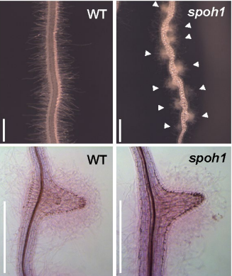 寄生植物は自分の仲間をなぜ襲わない? ～「自己回避」の仕組みを世界で初めて解明～寄生雑草の新たな防除戦略に期待