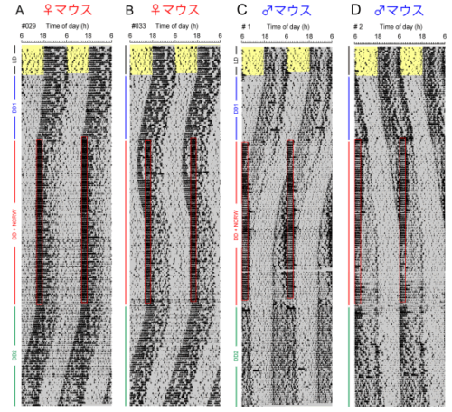 運動による生物時計の調節に性差が存在:～メスマウスを用いた世界初の検証～