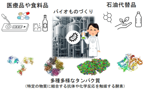 微生物によるタンパク質生産効率向上の新技術を開発～医薬品や酵素、抗体などバイオものづくりへの応用に期待～