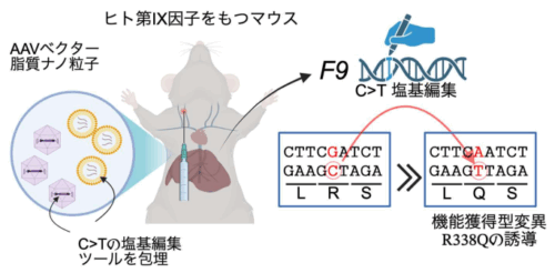 遺伝子を“修復”から“強化”へ〜塩基編集技術を用いた血友病 B に対する新しいゲノム編集治療〜