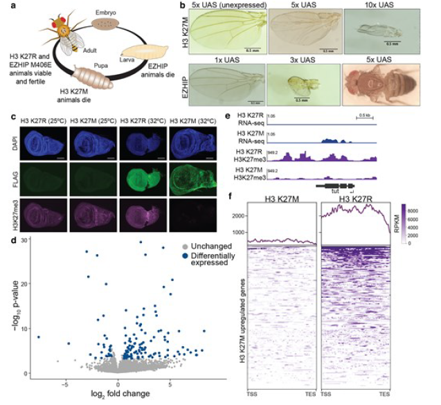 小児脳腫瘍に対する新たな治療法の可能性を解明(UW researchers uncover possible new treatment to target a devastating childhood brain cancer)