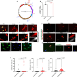 特定の遺伝子が心臓の自己修復を促進(A Specific Human Gene Can Help the Heart Repair Itself From Heart Attack or Heart Failure) 特定の遺伝子が心臓の自己修復を促進(A Specific Human Gene Can Help the Heart Repair Itself From Heart Attack or Heart Failure)