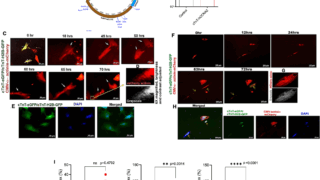 特定の遺伝子が心臓の自己修復を促進(A Specific Human Gene Can Help the Heart Repair Itself From Heart Attack or Heart Failure)