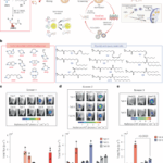 ナノ粒子でmRNAワクチン送達を向上、新しい低用量ワクチン設計を実現(New nanoparticles enhance mRNA delivery could reduce vaccine dosage and costs ナノ粒子でmRNAワクチン送達を向上、新しい低用量ワクチン設計を実現(New nanoparticles enhance mRNA delivery could reduce vaccine dosage and costs