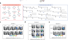 ナノ粒子でmRNAワクチン送達を向上、新しい低用量ワクチン設計を実現(New nanoparticles enhance mRNA delivery could reduce vaccine dosage and costs