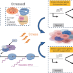 がん細胞が過酷な環境で生存する仕組みを解明(This molecular switch helps cancer cells survive harsh conditions)