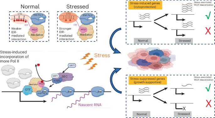 がん細胞が過酷な環境で生存する仕組みを解明(This molecular switch helps cancer cells survive harsh conditions)