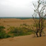 砂漠の微生物が乾燥地域の土壌炭素吸収を促進(Desert Microbes Drive Soil Carbon Sinks in Arid Regions)