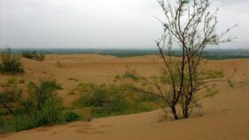 砂漠の微生物が乾燥地域の土壌炭素吸収を促進(Desert Microbes Drive Soil Carbon Sinks in Arid Regions)