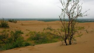 砂漠の微生物が乾燥地域の土壌炭素吸収を促進(Desert Microbes Drive Soil Carbon Sinks in Arid Regions)