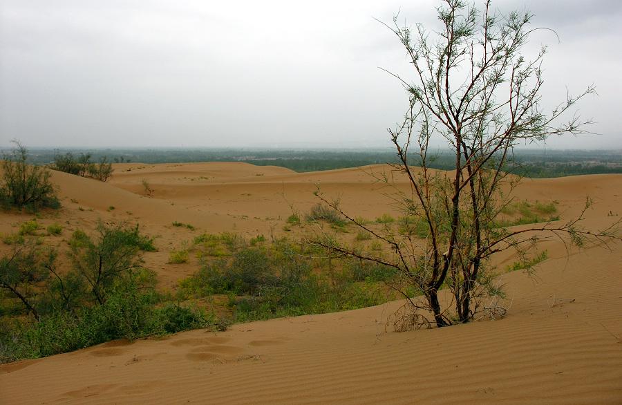 砂漠の微生物が乾燥地域の土壌炭素吸収を促進(Desert Microbes Drive Soil Carbon Sinks in Arid Regions)