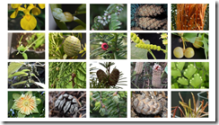 種子改良に有望な遺伝子群を古代植物から発見(Researchers Use Living Fossils to Uncover a Wealth of Genes for Seed Improvement)