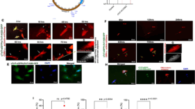 特定の遺伝子が心臓の自己修復を促進(A Specific Human Gene Can Help the Heart Repair Itself From Heart Attack or Heart Failure)