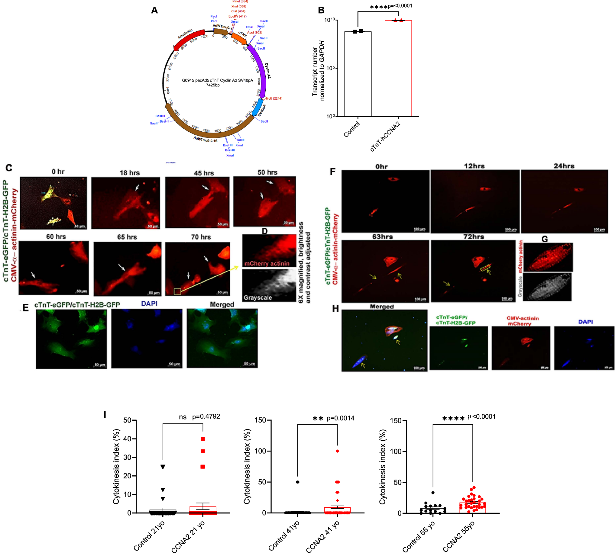 特定の遺伝子が心臓の自己修復を促進(A Specific Human Gene Can Help the Heart Repair Itself From Heart Attack or Heart Failure)