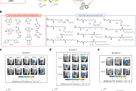 ナノ粒子でmRNAワクチン送達を向上、新しい低用量ワクチン設計を実現(New nanoparticles enhance mRNA delivery could reduce vaccine dosage and costs