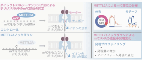 遺伝子発現の新たな制御因子の同定～m3 C 修飾のポリ(A)RNA 中での機能を発見～