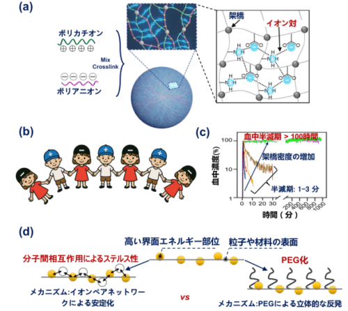 長期兵糧攻めによる難治性膵臓がんの克服～長時間生体内で安定に酵素を働かせる新型ナノマシンの開発 ～