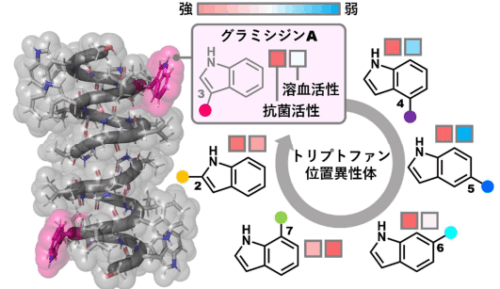 アミノ酸の向きが抗生物質の効き方を変える?～副作用の少ない抗菌ペプチドを生み出す新たなアプローチ～