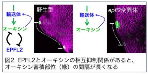 植物の形態にひそむ周期性を変調させる仕組みを発見～魅力的な花き類の創出に期待～