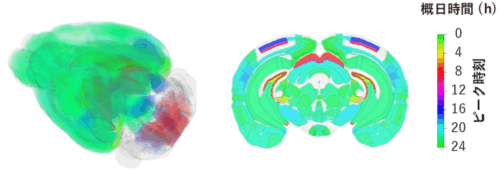 脳全体の活動リズムを 3 次元で可視化～マウス脳のさまざまな領域の朝・昼・夜の活動パターンを明らかに～