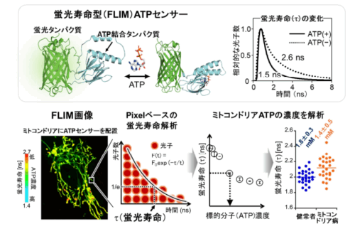 細胞内のATP濃度を決定できる蛍光寿命型センサーの開発に成功