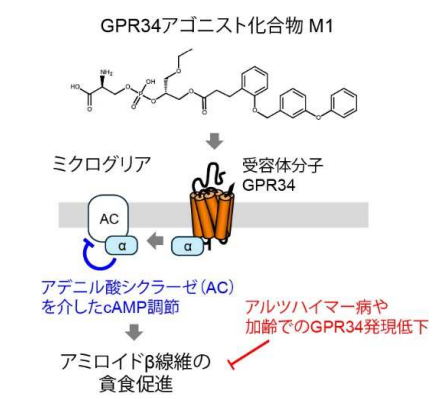 アルツハイマー病の原因物質を除去するミクログリアの新規 活性化機構を発見～GPR34 受容体の刺激がアミロイド β の貪食を促進～