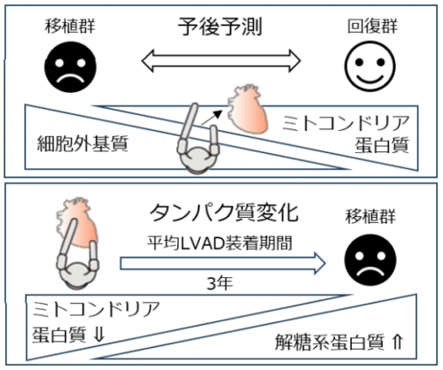 重症心不全患者の予後予測が可能に!?～心臓プロテオーム解析による心不全予後予測タンパク質の同定～