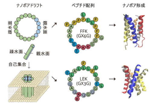 人工設計によるαヘリックス型ペプチドナノポアの 創出と一分子センシングの実証に成功
