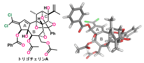 抗ウイルス活性を有する複雑天然物の世界初の完全化学合成(Total Chemical Synthesis of Complex Natural Products with Antiviral Activity Achieved for the First Time)