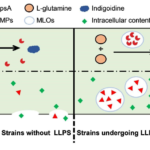 工学的に設計された「膜のないオルガネラ」がCorynebacteriumにおける生産性を向上(Engineered Membraneless Organelles Boost Bioproduction in Corynebacterium glutamicum)