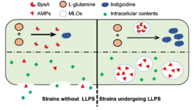 工学的に設計された「膜のないオルガネラ」がCorynebacteriumにおける生産性を向上(Engineered Membraneless Organelles Boost Bioproduction in Corynebacterium glutamicum)