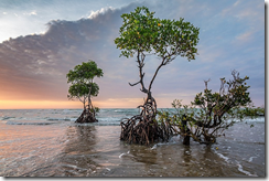 植物が塩水環境で生存するための細胞メカニズムを発見(Scientists Find Cellular Key to Helping Plants Survive in Saltwater)