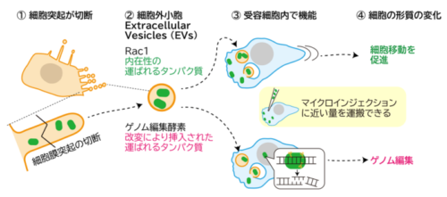 細胞表面の突起がちぎれて生じる細胞外小胞はたんぱく質を高効率に送達していた ～遺伝子編集酵素も機能的に輸送可能に～ 老化やがんの研究を促進する発見に期待