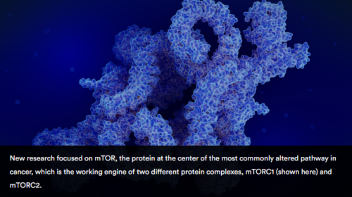 がんシグナル伝達経路の新発見、より効果的な抗がん薬開発への道を示唆(New discovery in cancer signaling reveals a potential path to more effective cancer drugs) がんシグナル伝達経路の新発見、より効果的な抗がん薬開発への道を示唆(New discovery in cancer signaling reveals a potential path to more effective cancer drugs)