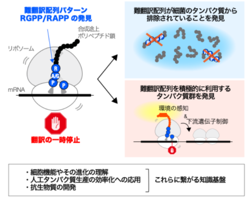 細菌に共通の「合成しづらいタンパク質」の特徴を明らかにし、それを積極的に利用して働く特異なタンパク質群を発見!