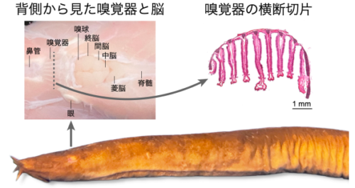 「原始的」な脊椎動物、ヌタウナギの嗅覚関連受容体の多様性を解明