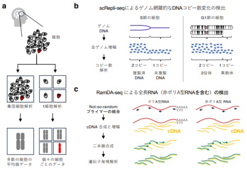 細胞一つ一つの個性が手にとるように分かる新技術の開発に成功～疾患メカニズム解明から胚発生研究まで多様な応用に期待～