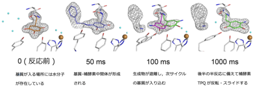働く酵素の姿をミリ秒で捉える～SACLAが拓く新しい時分割タンパク質構造決定法の可能性～