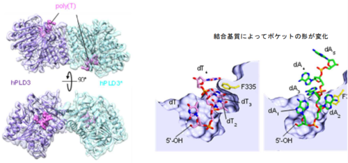 自然免疫応答を制御する～本鎖核酸分解メカニズムを解明～