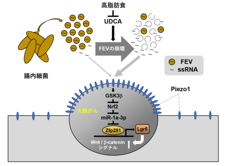 腸内細菌由来の RNA と機械刺激受容体 Piezo1 による新しい大腸がん抑制メカニズムを発見～胆汁酸の UDCA が Piezo1 を介した腸内 RNA シグナルを増強し,大腸がんの進展を抑制～