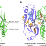 マメ科植物と根粒菌の「共生コード」を解明 ― 植物と細菌の相互認識メカニズムを明らかに (Deciphering the Symbiotic Code: Scientists Unlock the ‘Secret Handshake’ between Legumes and Rhizobia)