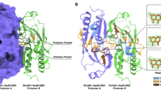 マメ科植物と根粒菌の「共生コード」を解明 ― 植物と細菌の相互認識メカニズムを明らかに (Deciphering the Symbiotic Code: Scientists Unlock the ‘Secret Handshake’ between Legumes and Rhizobia)
