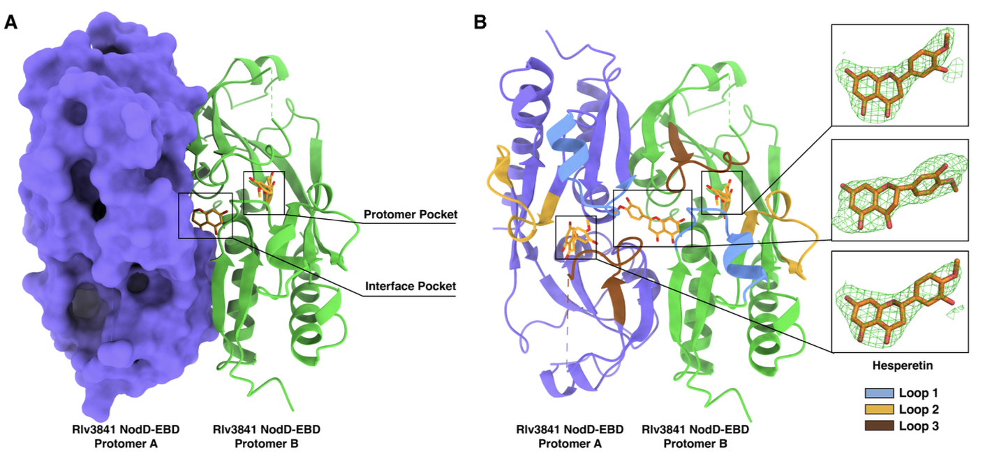 マメ科植物と根粒菌の「共生コード」を解明 ― 植物と細菌の相互認識メカニズムを明らかに (Deciphering the Symbiotic Code: Scientists Unlock the ‘Secret Handshake’ between Legumes and Rhizobia)