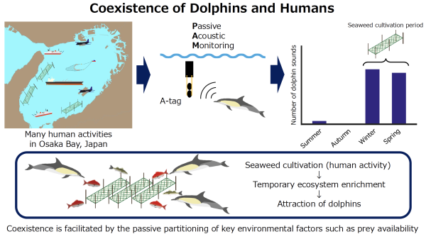 イルカが選んだのは都市に最も近い海だった～大阪湾でイルカと人の共存の可能性を発見～