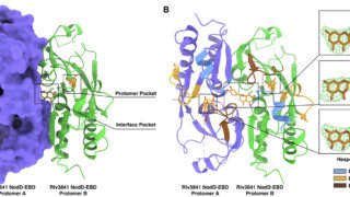 マメ科植物と根粒菌の「共生コード」を解明 ― 植物と細菌の相互認識メカニズムを明らかに (Deciphering the Symbiotic Code: Scientists Unlock the ‘Secret Handshake’ between Legumes and Rhizobia)