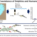 イルカが選んだのは都市に最も近い海だった～大阪湾でイルカと人の共存の可能性を発見～