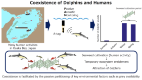イルカが選んだのは都市に最も近い海だった～大阪湾でイルカと人の共存の可能性を発見～