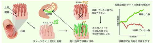 不足した小腸機能を「ミニ臓器」で補う新たな再生医療コンセプトを実証～脂質吸収の鍵「胆汁酸吸収機能」を付与し、短腸症候群モデルの生存率が改善～